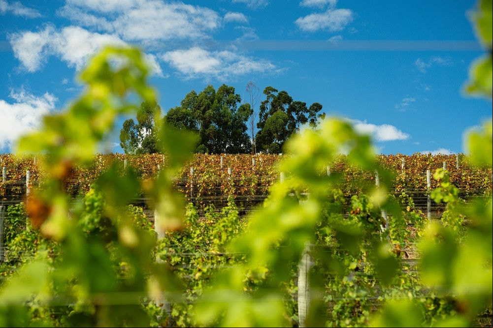 Os vinhos mineiros são produzidos em diversas regiões do Estado, como em Ritápolis