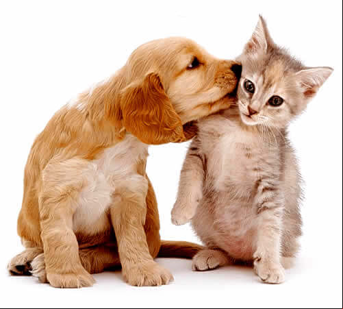Os pelos, tanto de cães quanto de gatos, possuem três fases de crescimento